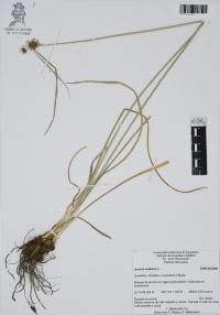 Juncus nodosus image